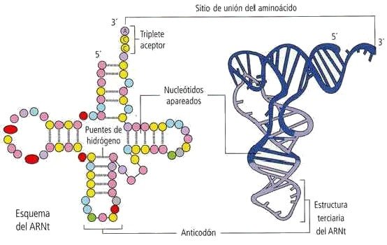 ARN-t (ARN transferentes)