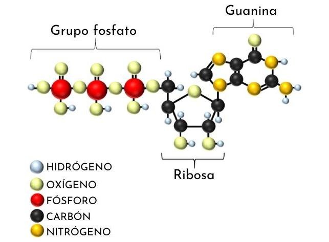 Factores proteicos y nucleótidos trifosfato (ATP, GTP)