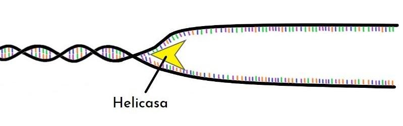 ADN helicasa