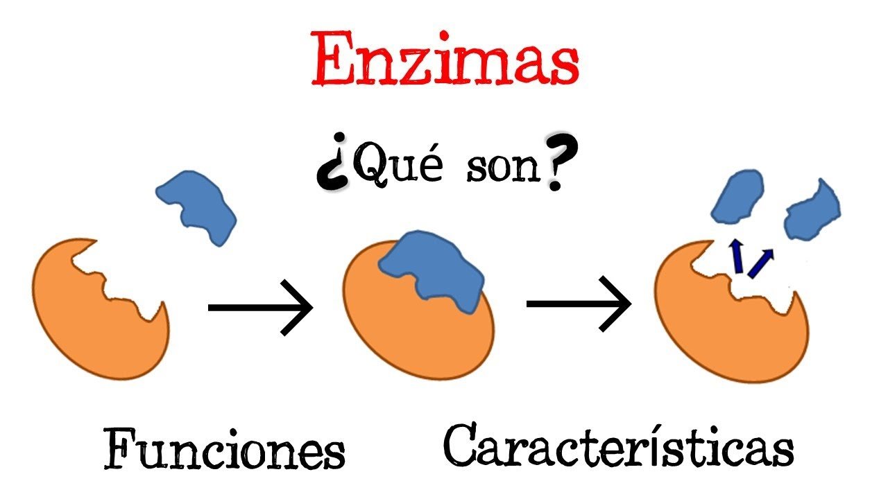Enzima