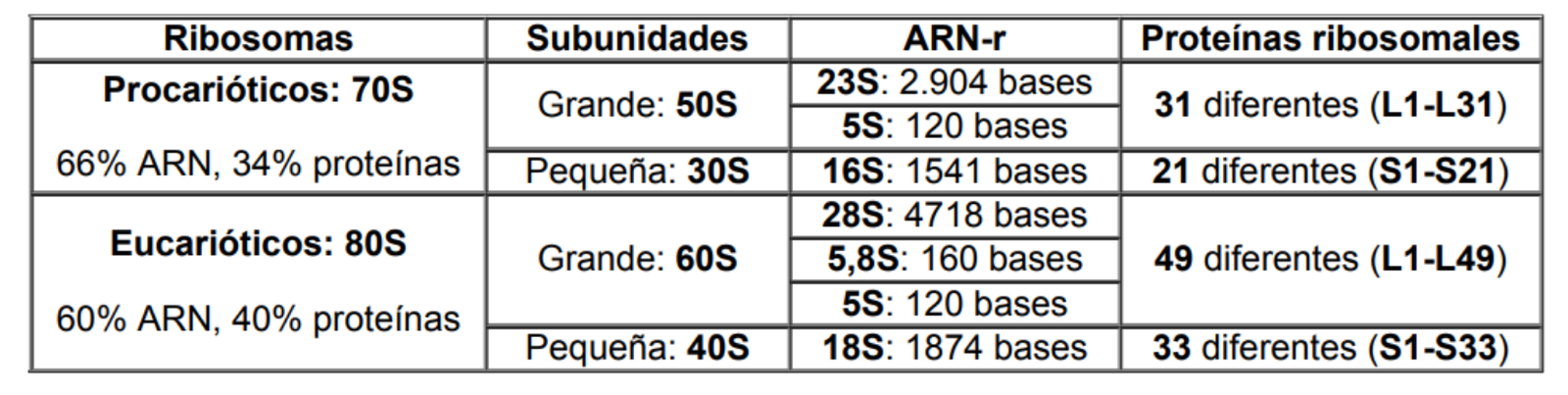 ARN-r (ARN ribosómico y proteínas ribosomales)