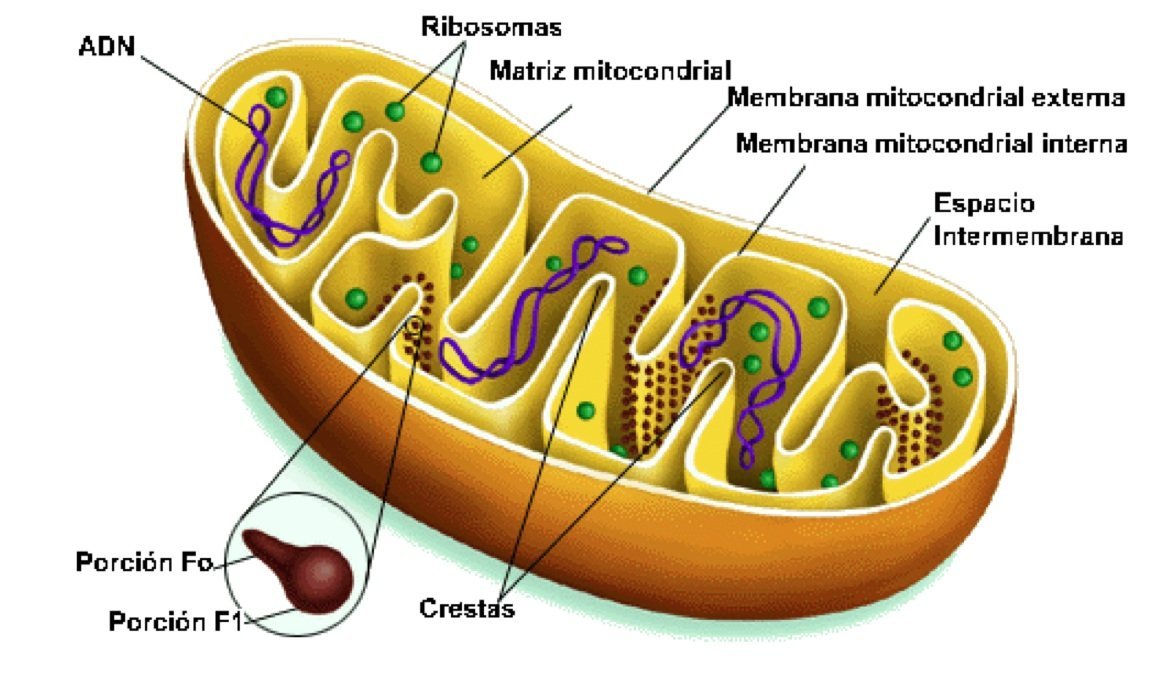 Ribosomas