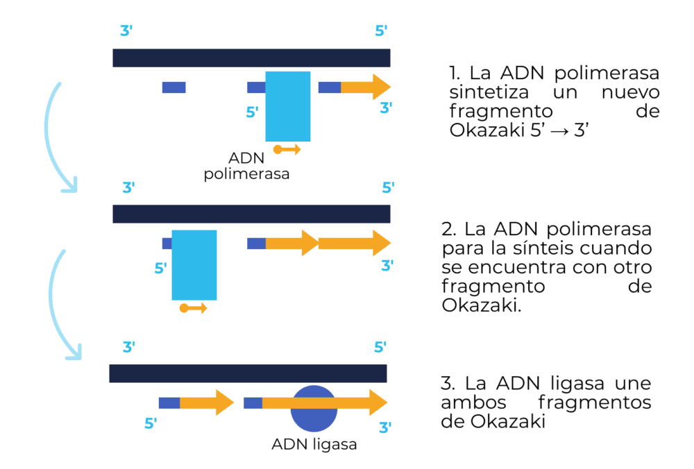 Elongación